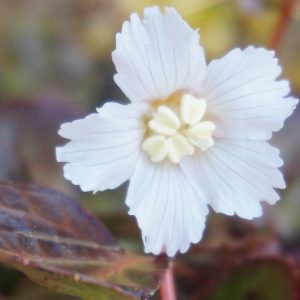 Shortia galacifolia, Oconee Bells, Oconee-bells, Shortia, Shade perennials, Shade Groundcover, Evergreen Ground Cover