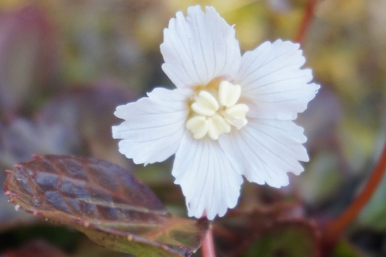 Shortia galacifolia, Oconee Bells, Oconee-bells, Shortia, Shade perennials, Shade Groundcover, Evergreen Ground Cover