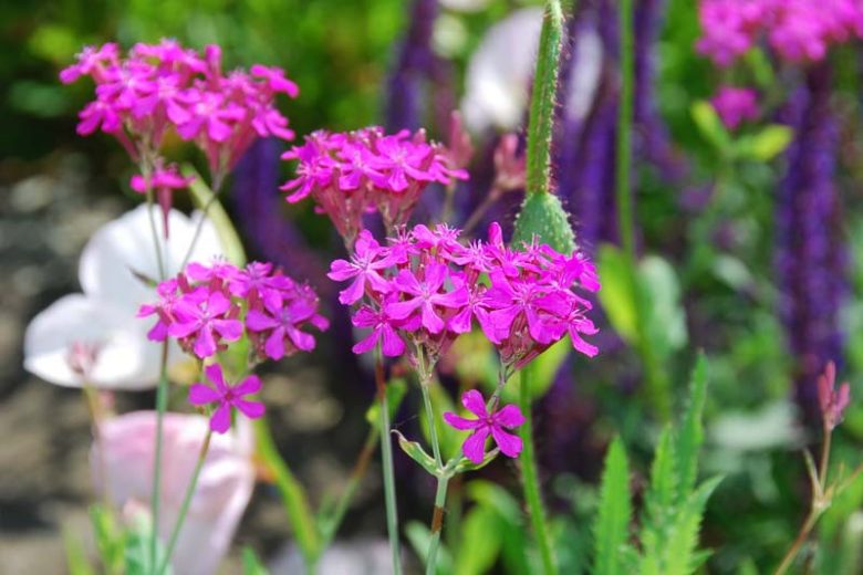 Silene Armeria, Sweet William Catchfly, Campion, None-So-Pretty, Pink flowers, Drought tolerant plants