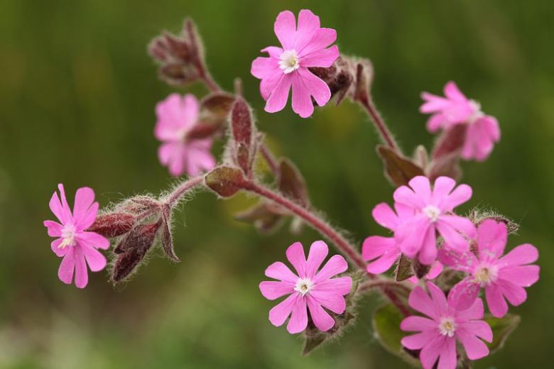 Silene dioica, Red Campion, Adder's Flower, Devil's Flower, Hare's Eye, Mother-Die, Poor Robin, Ragged Jack, Red Lychnis, Robins, Soldiers, White Soapwort, Red flowers, Drought tolerant plants