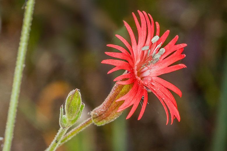 Silene laciniata, Cardinal Catchfly, Southern Indian Pink, Mexican Campion, Catchfly, Red flowers, Drought tolerant plants, California Native Plants, California Native Perennials