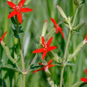 Silene regia, Royal Catchfly, Campion, Indian Fire Pink, Red flowers, Drought tolerant plants