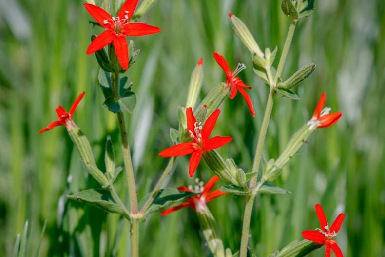 Silene regia, Royal Catchfly, Campion, Indian Fire Pink, Red flowers, Drought tolerant plants