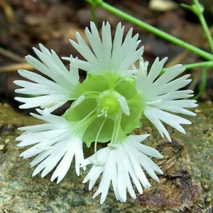 Silene stellata, Widow's Frill, Starry Campion, white flowers, Prairie Flowers