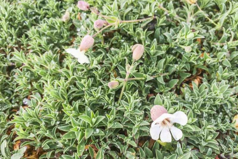 Silene uniflora, Sea Campion, White flowers, Drought tolerant plants