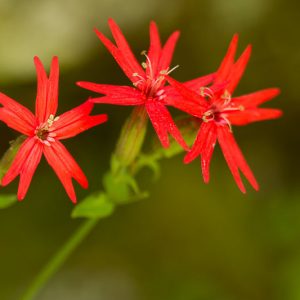 Silene virginica, Fire Pink, Cliff Pink, Red flowers, Drought tolerant plants