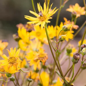 Silphium integrifolium, Wholeleaf Rosinweed, Entire-leaf Rosinweed, Yellow Flowers, Yellow Perennials