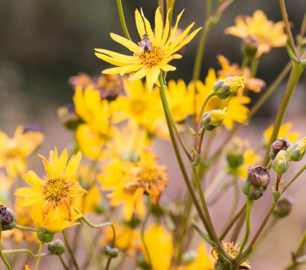 Silphium integrifolium, Wholeleaf Rosinweed, Entire-leaf Rosinweed, Yellow Flowers, Yellow Perennials