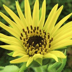 Silphium laciniatum, Compassplant, Compass Plant, Gopher Plant, Pilot Plant, Pilot Weed, Polar Plant, Ragged Cup, Rosin Weed, Yellow Flowers, Yellow Perennials