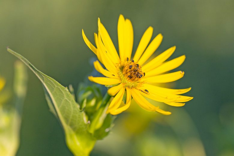 Silphium perfoliatum, Cup Plant, Indian Cup, Cup Rosin Weed, Yellow Flowers, Yellow Perennials