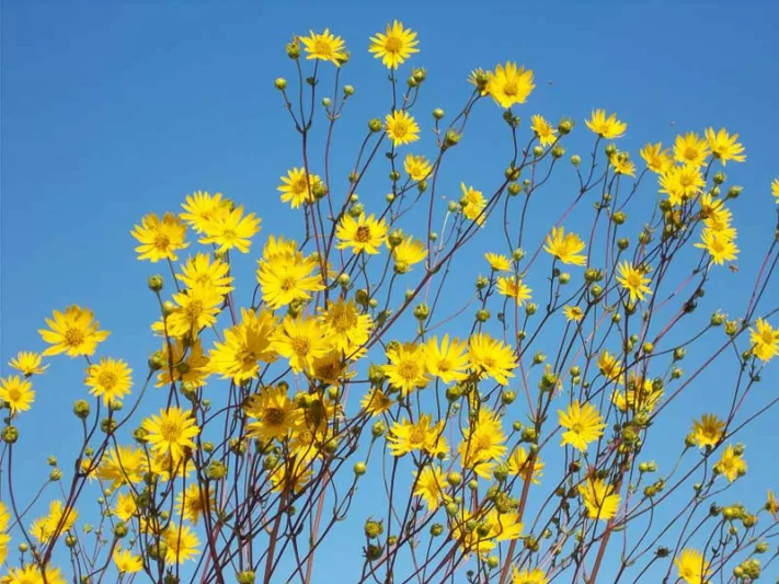 Silphium terebinthinaceum, Prairie Rosinweed, Prairie Dock, Prairie Burdock, Prairie Rosinweed, Turpentine, Turpentine Weed, Yellow Flowers, Yellow Perennials