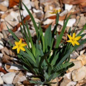 Sisyrinchium californicum, Golden Blue-Eyed Grass, Californian Satin Flower, Yellow-Eyed Grass, Yellow Flowers, Yellow Summer flowers