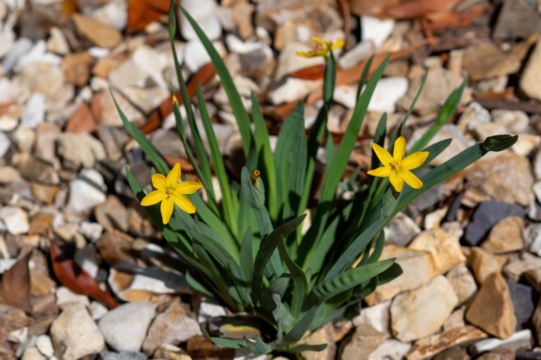 Sisyrinchium californicum, Golden Blue-Eyed Grass, Californian Satin Flower, Yellow-Eyed Grass, Yellow Flowers, Yellow Summer flowers
