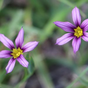 Sisyrinchium mucronatum, Needletip Blue-eyed Grass, Sisyrinchium intermedium, Sisyrinchium atlanticum, perennial plants, long-lasting flowers, Blue Flowers