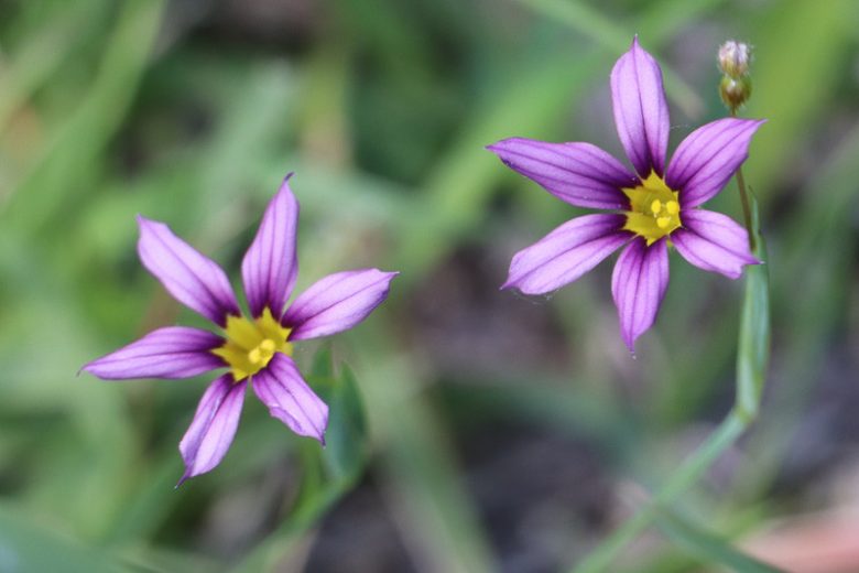 Sisyrinchium mucronatum, Needletip Blue-eyed Grass, Sisyrinchium intermedium, Sisyrinchium atlanticum, perennial plants, long-lasting flowers, Blue Flowers