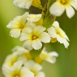 Pale Yellow-Eyed Grass, Argentine Blue-Eyed Grass, Yellow Mexican Satin Flower, Yellow Flowers, Yellow Summer flowers
