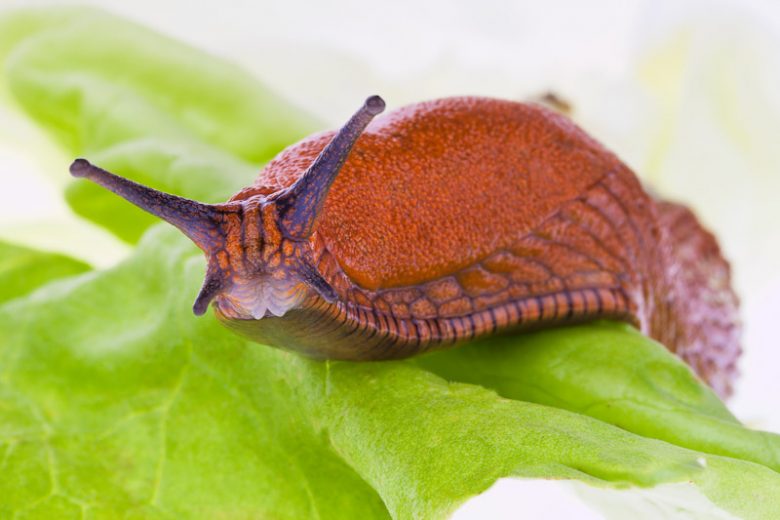 Slug, Slugs, Deroceras, Arion, Milax, Garden Pest
