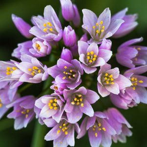 Alliums, Ornamental Onion, Allium, Purple Flower, Spring Bulbs, Spring Flowers, Alliums for rock gardens,