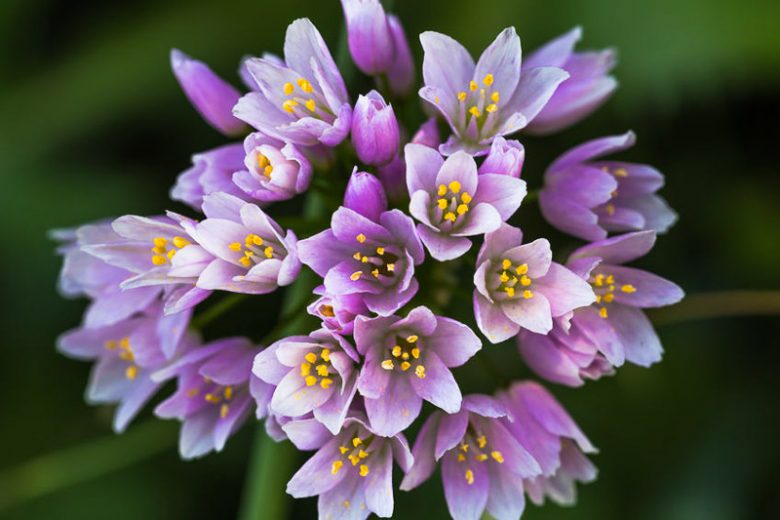 Alliums, Ornamental Onion, Allium, Purple Flower, Spring Bulbs, Spring Flowers, Alliums for rock gardens,
