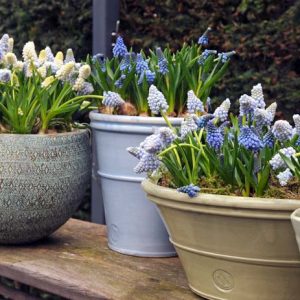 Muscari Armeniacum, Grape Hyacinth, Bulbs Design, Spring Bulbs, Summer Bulbs, Fall Fulbs, Landscaping Design, Garden Ideas