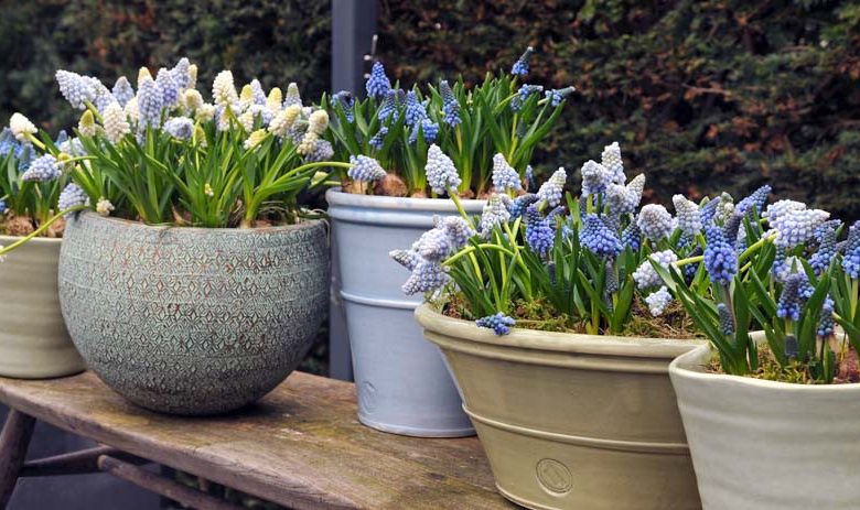 Muscari Armeniacum, Grape Hyacinth, Bulbs Design, Spring Bulbs, Summer Bulbs, Fall Fulbs, Landscaping Design, Garden Ideas