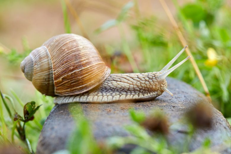 Snail, Snails, Cornu aspersum, Cepaea, Garden Pest