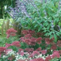 Garden Ideas, Bed plant combination ideas, Border plant combination ideas, Full Sun plant combination ideas,  LobulariaMaritima, Sage Phyllis Fancy, Sedum Herbstfreude, Alyssum, Salvia
