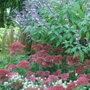 Garden Ideas, Bed plant combination ideas, Border plant combination ideas, Full Sun plant combination ideas,  LobulariaMaritima, Sage Phyllis Fancy, Sedum Herbstfreude, Alyssum, Salvia