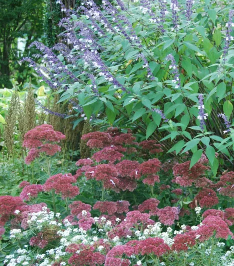 Garden Ideas, Bed plant combination ideas, Border plant combination ideas, Full Sun plant combination ideas,  LobulariaMaritima, Sage Phyllis Fancy, Sedum Herbstfreude, Alyssum, Salvia