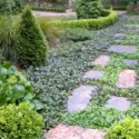 Softening paths, sofetning walkways, Ajuga Reptans, Bugleweed, Carpetweed, Common Bugle, Best perennial plants, best groundcover
