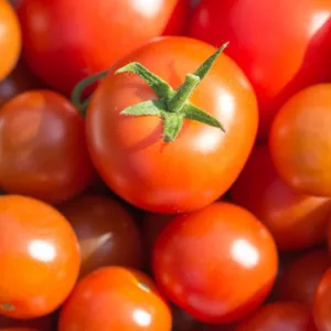 Solanum lycopersicum, Tomato, Tomatoes, Love Apple, Pomme d'Amour, Lycopersicon esculentum,