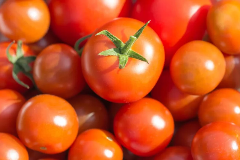 Solanum lycopersicum, Tomato, Tomatoes, Love Apple, Pomme d'Amour, Lycopersicon esculentum,