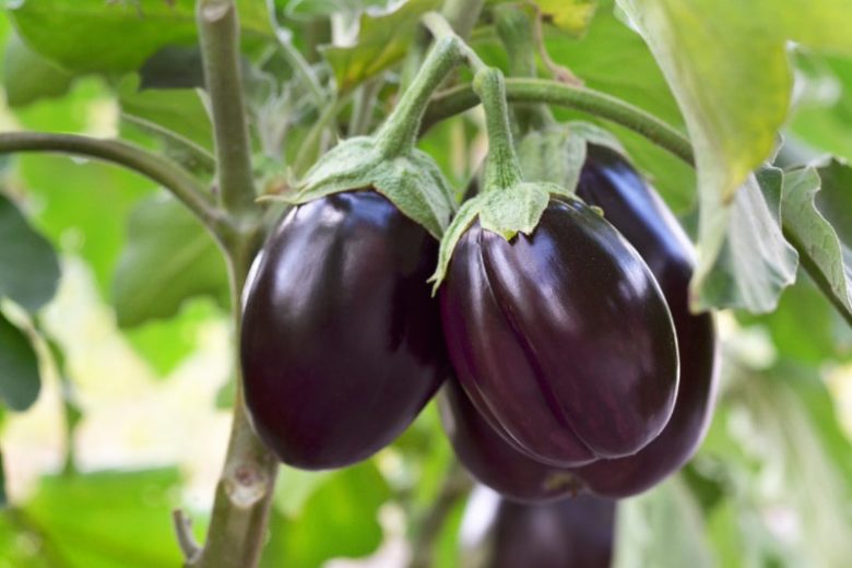 Solanum melongena, Eggplant, Aubergine, Badinjan, Begoon, Bringall, Brinjal, Brown John, Brown Jolly,Egg Plant,Raging Apple, Mad Apple