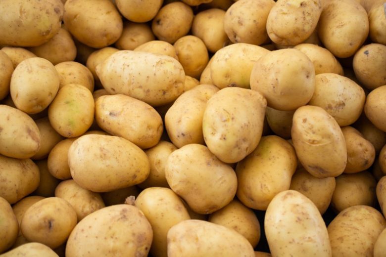 Solanum tuberosum, Potato, Irish Potato, White Potato, Underground Onion