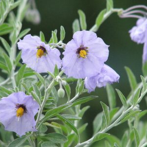 Solanum umbelliferum, Bluewitch Nightshade, Bluewitch, Barba De Chivo, purple flowers, Blue Flowers, California Native Plants, California Native Shrubs