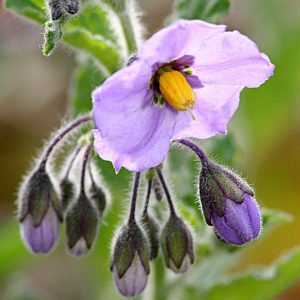 Solanum xanti, Chaparral Nightshade, Purple Nightshade, purple flowers, Blue Flowers, California Native Plants, California Native Shrubs