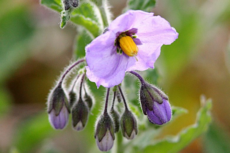 Solanum xanti, Chaparral Nightshade, Purple Nightshade, purple flowers, Blue Flowers, California Native Plants, California Native Shrubs
