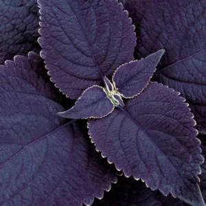 Solenostemon 'Black Prince', Coleus 'Black Prince', Plectranthus  'Black Prince', Black Coleus, Black Solenostemon, Black Plectranthus