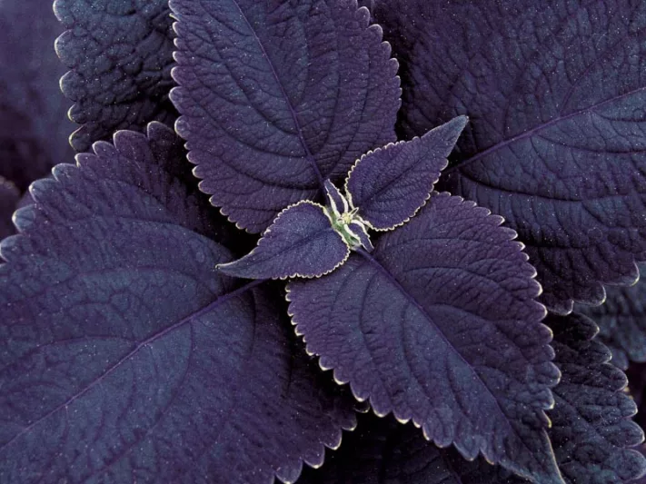 Solenostemon 'Black Prince', Coleus 'Black Prince', Plectranthus  'Black Prince', Black Coleus, Black Solenostemon, Black Plectranthus