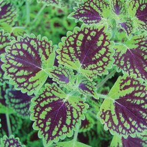 Solenostemon 'Chocolate Drop', Coleus 'Chocolate Drop', Plectranthus  'Chocolate Drop', Chocolate Coleus, Chocolate Solenostemon, Chocolate Plectranthus