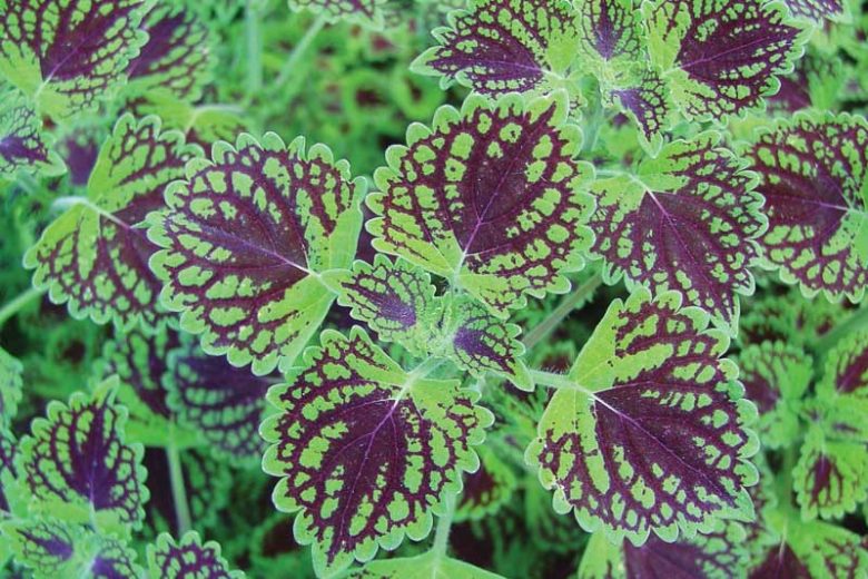 Solenostemon 'Chocolate Drop', Coleus 'Chocolate Drop', Plectranthus  'Chocolate Drop', Chocolate Coleus, Chocolate Solenostemon, Chocolate Plectranthus