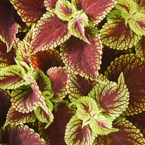 Solenostemon Coleosaurus, Coleus Coleosaurus, Plectranthus Coleosaurus, Red Coleus, Red Solenostemon, Red Plectranthus