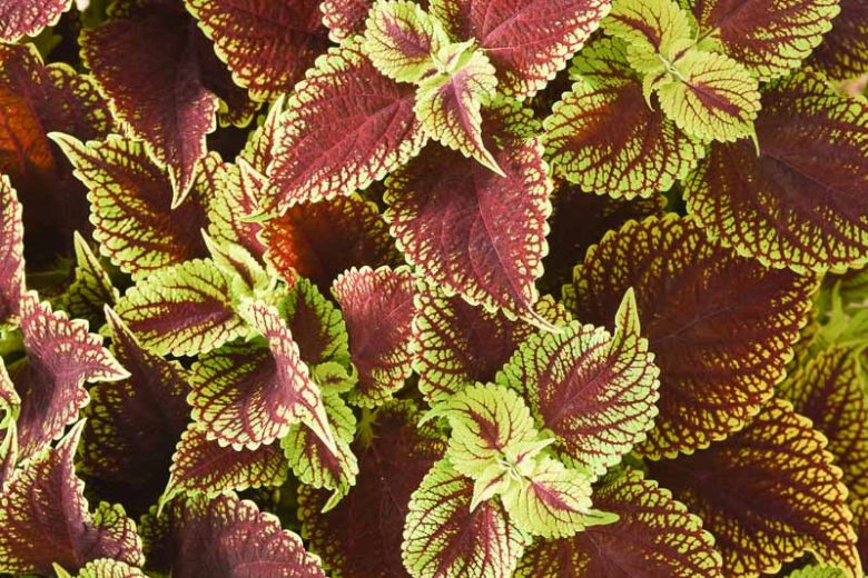 Solenostemon Coleosaurus, Coleus Coleosaurus, Plectranthus Coleosaurus, Red Coleus, Red Solenostemon, Red Plectranthus
