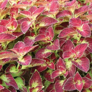 Solenostemon 'Dipt in Wine', Coleus 'Dipt in Wine', Plectranthus  'Dipt in Wine', Red Coleus, Red Solenostemon, Red Plectranthus