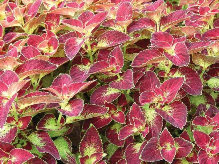 Solenostemon 'Dipt in Wine', Coleus 'Dipt in Wine', Plectranthus  'Dipt in Wine', Red Coleus, Red Solenostemon, Red Plectranthus