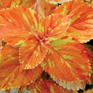 Solenostemon 'Freckles', Coleus  'Freckles', Plectranthus  'Freckles', Orange Coleus, Orange Solenostemon, Orange Plectranthus