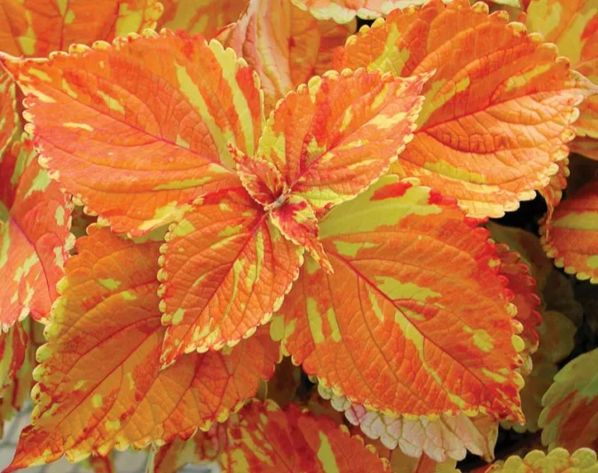 Solenostemon 'Freckles', Coleus  'Freckles', Plectranthus  'Freckles', Orange Coleus, Orange Solenostemon, Orange Plectranthus