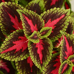 Solenostemon 'French Quarter', Coleus 'French Quarter', Plectranthus 'French Quarter', Red Coleus, Red Solenostemon, Red Plectranthus