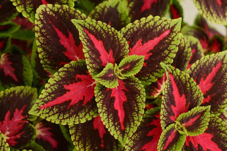 Solenostemon 'French Quarter', Coleus 'French Quarter', Plectranthus 'French Quarter', Red Coleus, Red Solenostemon, Red Plectranthus