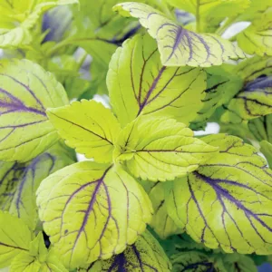 Solenostemon 'Gay's Delight', Coleus 'Gay's Delight', Plectranthus  'Gay's Delight', Green Coleus, Green Solenostemon, Green Plectranthus